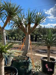 Dragon blood tree socotra is an island and three islets in the indian ocean, an offshore territory of yemen, near the horn of somalia. Dragon Tree Dracaena Draco Designer Trees Australia