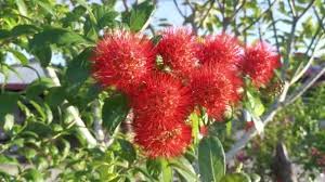Image result for Combretum constrictum