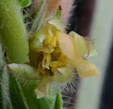 Image result for Chamaecrista zambesica