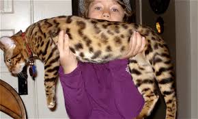A full grown bengal cat is very muscular, and as a result, most tend to look and feel heavier than they are. Enchantedtails Bengal Cats Information History And Photos About Bengal Cats