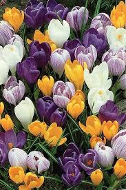 Yankee magazine's ultimate new england summer guide. Crocus Nothing Proclaims The Arrival Of Spring Like The Colorful Crocus Which Usually Pops Up In New England Gardens In Spring Flowers Crocus Flower Flowers