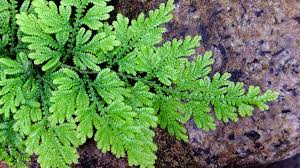 Image result for Selaginella tenerrima