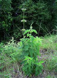 Image result for Leonotis ocymifolia