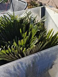 Nie przegrzej swojej palmy #dzierżoniów #bestpalm #marekmalec  #zapalmiamypolskę #ogrody #palmymrozoodporne #palmywpolsce #palmywogrodzie  #ogródpalmowy #ogródmarzeń #chamaeropshumilisvulcano