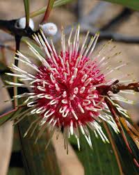 Image result for Hakea laurina