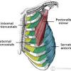 Intercostal muscle strain treatment exercises for rib cage find me here: 3