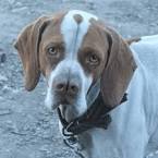 Catalburun Breed Information, Characteristics & Heath ...