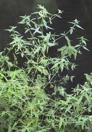 Image result for Dicliptera pumila