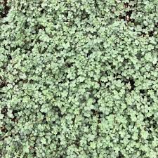 Image result for Holubia saccata