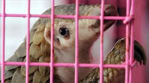 Pangolins are found in tropical asia and africa and are 30 to 90 cm (1 to 3 feet) long exclusive of the tail. Pangolin Scales Removed From Chinese Medicine List