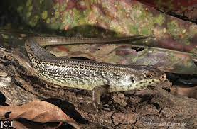 Cette espèce se rencontre : Bellatorias Frerei Syn Egernia Frerei Jcu Australia