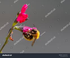 Image result for Bombus muscorum
