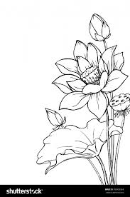 Vector De Stock Libre De Regalias Sobre Ink Pencil Leaves Flowers Lotus Isolate790429954 Cars In 2020 Flower Line Drawings Lotus Painting Lotus Flower Drawing