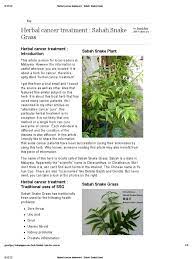 This natural herb that is part of acanthaceae family has a scientific name you can check this out by searching the internet, using a keyword 'benefits of sabah snake grass.' Herbal Cancer Treatment Sabah Snake Grass Herbalism Cancer