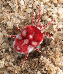 Image result for red mite