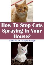 18 Unbelievable Stop Cat Scent Marking Admirable