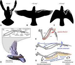 The hindlimbs are rotated through 180º. Skeletal Anatomy And Wing Shape In Rock Pigeons A C Silhouettes In Download Scientific Diagram