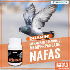 Ordo ini mencakup sekitar 300 spesies burung kerabat pekicau. Harga Merpati Balap Terbaru Juli 2021 Biggo Indonesia