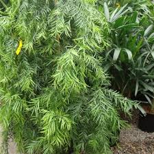 Image result for Macrotyloma ellipticum