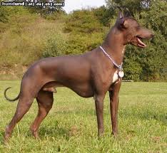 Maybe you would like to learn more about one of these? Peruvian Inca Orchid Moonflower Dog Perro Flora Foto 16821 Hundund De