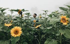 Banyak pengunjung yang memafaatkannya sebagai tempat selfie hingga foto pre wedding. Tikungan Cinta Boyolali Spot Foto Bunga Matahari Yang Sedang Hits Di Lereng Gunung Merapi