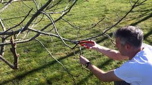 Un arboriculteur consulté me dit que cela est possible, mais un autre m'a déjà dit que cela causerait un stress pour l'arbre et qu'étêter un arbre mature était déconseillé. Taille Du Figuier Quand Comment L Effectuer Jardipartage