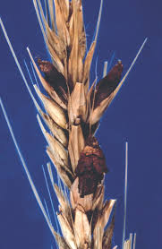 Image result for Ergotism