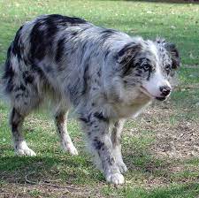 Tri color border collie australian shepherd mix. Blue Merle Australian Shepherd Australian Shepherd Puppies Australian Shepherd Blue Merle Merle Australian Shepherd