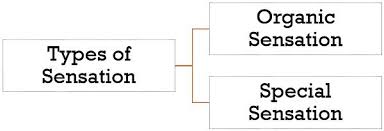 Image result for Sensation