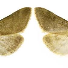 Image result for Pyrausta aerealis