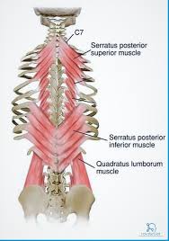 They are the muscle group of the back responsible for extension, adduction, and rotation of the the latter scapulae is basically a small muscle which looks like a garden hose and connects our necks to. Back Muscles Overview Stretching Strengthening Ex How To Relief