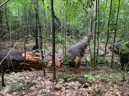 PA Tionesta Scenic and Research Natural Areas — Old-Growth Forest Network