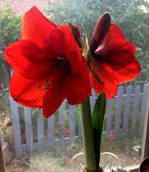 Have You Ever Wondered What To Do With Your Amaryllis Once The Flowers Have Faded Instead Of Throwing It Out You C Amaryllis Bulbs Amaryllis Southwest Desert