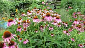 May 06, 2021 · 12 reasons why marigolds are the best flowers in your garden may 6, 2021 by angelli horton 2 comments when planning out a vegetable garden, flowers are likely not included in most people's plans—probably because they're not vegetables. Trg 2012 Vegetable Pollination Perennial Flower Bed For Beneficial Insects Youtube
