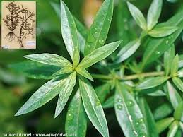 Image result for Nesaea ondongana