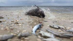 Red tides are naturally occurring. Severe Florida Red Tide Puts Chokehold On Wildlife Economy Axios