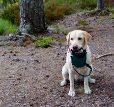 Has a trusted record of experience with over 10m pet care services across 4,600 cities and counting. Labbe Harliga Hund