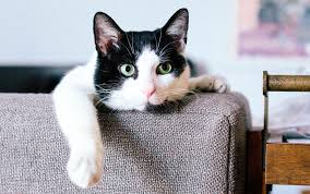 Still, it must be said, he is a pretty famous cat from a book. 10 Famous Cat Names To Call Your Your Kitty Better Homes Gardens