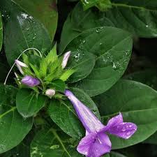 Image result for Barleria virgula