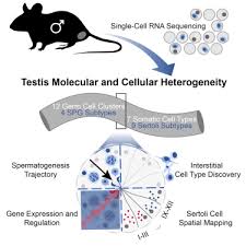Maybe you would like to learn more about one of these? A Comprehensive Roadmap Of Murine Spermatogenesis Defined By Single Cell Rna Seq Sciencedirect