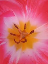 Pin On Dazzling Designs And Patterns In Nature 2