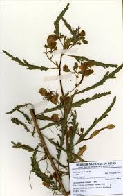 Image result for Aeschynomene cristata