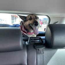 Maybe you would like to learn more about one of these? Key Animal Clinic Lubbock Tx