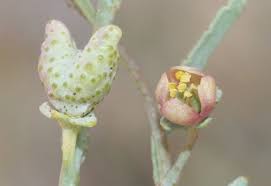 Image result for Thamnosma rhodesica