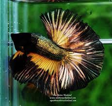 Ohm Copper Mg Sky Hawk Breeding Betta Fish Betta Fish Beautiful Fish