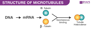 Maybe you would like to learn more about one of these? What Are Microtubules Definition Structure Function