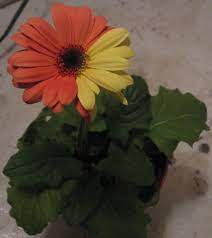 Google Image Result For Http Upload Wikimedia Org Wikipedia Commons D D6 Gerb Gerber Daisies Gerbera Gerbera Daisy