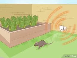 It is not uncommon at all for rats to chew up plastic, electric cables, and just about any other item in their search for food. 3 Simple Ways To Keep Rats Out Of A Vegetable Garden Wikihow