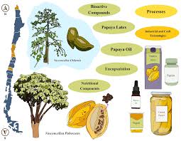 Image result for Vasconcellea pubescens