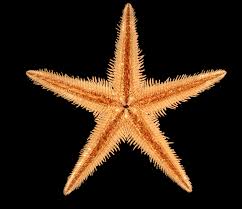 Image result for Astropanax